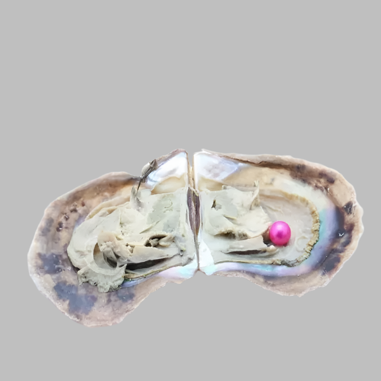 Freshwater Oyster Opening
